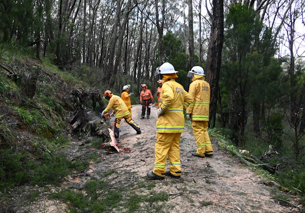 Tree down, Carey Gully