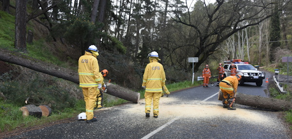 Tree down, Basket Range