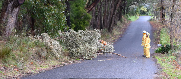 Tree down, Marble Hill
