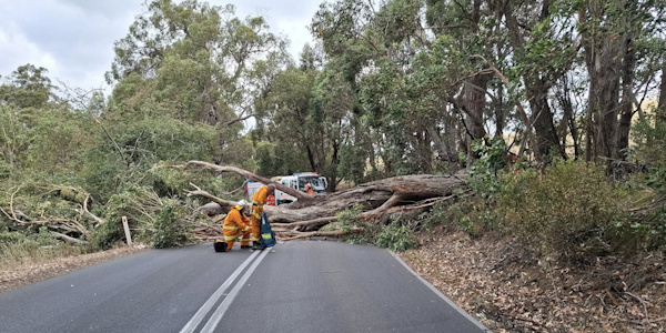 Tree down, Bridgewater