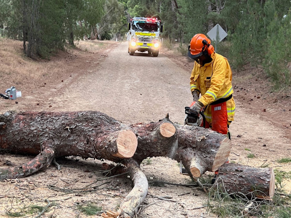 Tree down, Rosedale