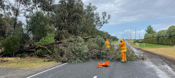 Tree down, Willunga