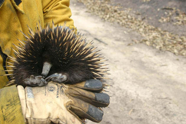 Echidna Saved