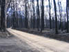 Churchill Fire (Vic) Feb 09 050 (Medium)