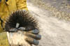 Echidna Saved