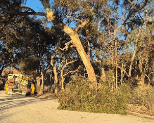 Tree down, Penrice from Angaston CFS