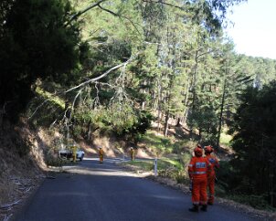 Tree down, Basket Range from Ashley Hosking, CFS Promotions Unit