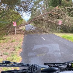 Tree down, Tantanoola from Glencoe CFS