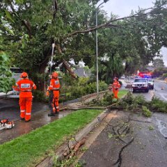 Tree down, Woodcroft from Morphett Vale CFS