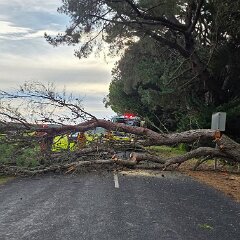 Tree down, Tantanoola from Mt Gambier SES