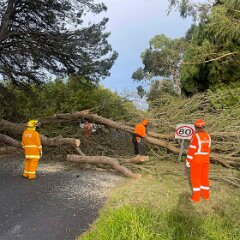 Tree down, Tantanoola from Mt Gambier SES