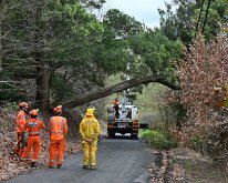 Tree down, Basket Range from Ashley Hosking, CFS Promotions Unit