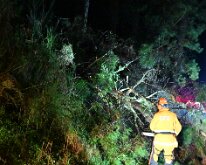 Tree down, Basket Range from Pip McGowan, CFS Promotions Unit