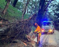 Tree down, Basket Range from Josh Boyce