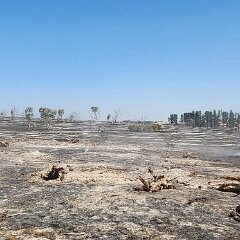 Grass and pine trash fire, Keilira from Beth Warwick