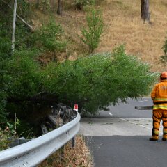 Tree down, Basket Range from Pip McGowan, CFS Promotions Unit