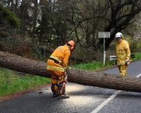 Tree down, Basket Range from Pip McGowan, CFS Promotions Unit