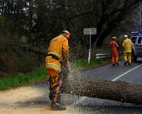 Tree down, Basket Range from Pip McGowan, CFS Promotions Unit