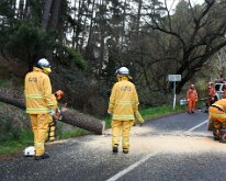 Tree down, Basket Range from Pip McGowan, CFS Promotions Unit