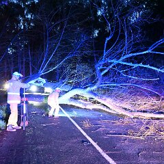 Tree down, Basket Range from Pip McGowan, CFS Promotions Unit