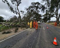 Tree down, Nuriootpa from Nuriootpa CFS