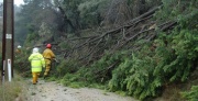 Tree down, Basket Range