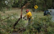 Tree down, Basket Range