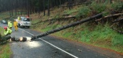 Tree Down, Basket Range