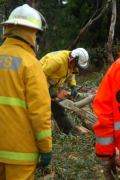 Tree Down, Verdun