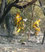 Grass / Scrub fire, Mt Bold