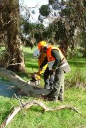 Chainsaw Course, Kingston