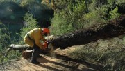 Tree down, Basket Range