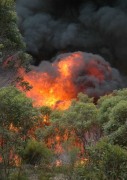 Scrub fire, D'Estrees Bay, KI