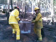 Forest Fire, Gumeracha - Koala rescue
