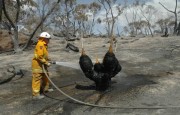 Scrub & grass fire, Williamstown