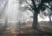 Grass & Scrub fire, Naracoorte