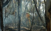 Hazard Reduction burn, Cleland