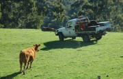 Hazard Reduction burn, Horsnells Gully