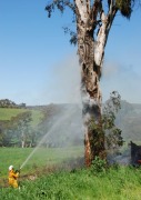 Tree fire, Birdwood