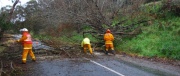 Tree down, Basket Range