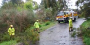 Tree down, Bridgewater