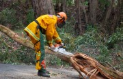 Tree down, Uraidla