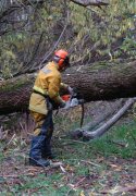 Tree down, Basket Range