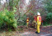 Tree down, Stirling