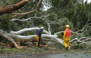 Tree down, Balhannah