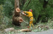 Tree down, Basket Range